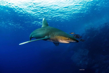 Con sus imágenes, Isaías Cruz busca sensibilizar sobre estos animales en peligro de extinción