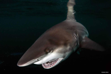 Con sus imágenes, Isaías Cruz busca sensibilizar sobre estos animales en peligro de extinción