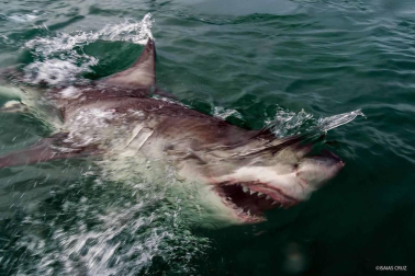 Con sus imágenes, Isaías Cruz busca sensibilizar sobre estos animales en peligro de extinción