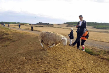 Todas las fotos del Día de las Bardenas