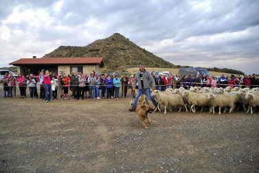 Todas las fotos del Día de las Bardenas