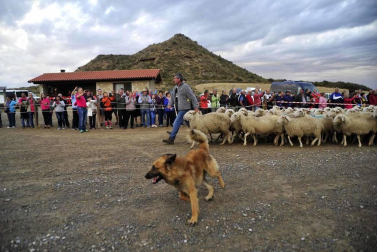 Todas las fotos del Día de las Bardenas