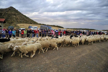 Todas las fotos del Día de las Bardenas