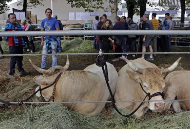 Todas las fotos de la feria de la vaca pirenaica en Elizondo