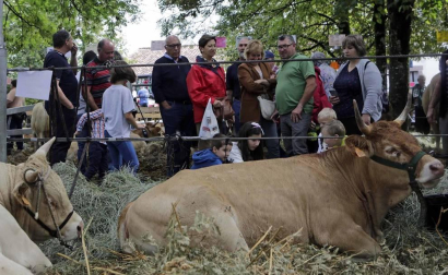 Todas las fotos de la feria de la vaca pirenaica en Elizondo