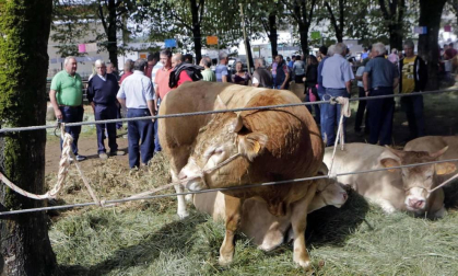 Todas las fotos de la feria de la vaca pirenaica en Elizondo