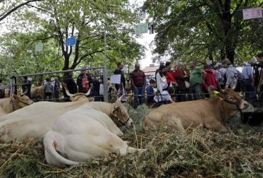 Todas las fotos de la feria de la vaca pirenaica en Elizondo