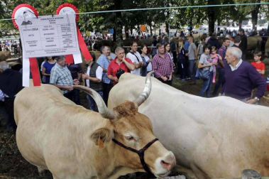 Todas las fotos de la feria de la vaca pirenaica en Elizondo
