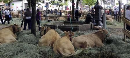 Todas las fotos de la feria de la vaca pirenaica en Elizondo