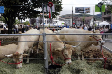 Todas las fotos de la feria de la vaca pirenaica en Elizondo