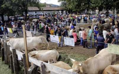 Todas las fotos de la feria de la vaca pirenaica en Elizondo