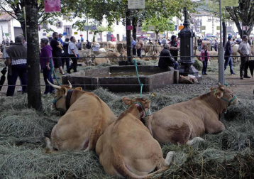 Todas las fotos de la feria de la vaca pirenaica en Elizondo