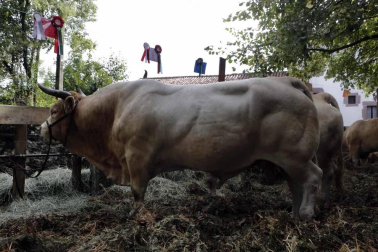 Todas las fotos de la feria de la vaca pirenaica en Elizondo