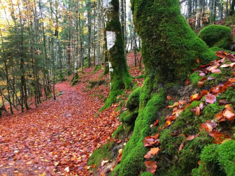 Fotos del otoño, retratado por los lectores de Diariodenavarra.es.