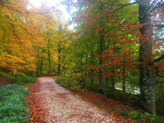 Fotos del otoño, retratado por los lectores de Diariodenavarra.es.
