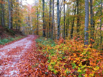 Fotos del otoño, retratado por los lectores de Diariodenavarra.es.