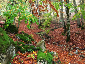 Fotos del otoño, retratado por los lectores de Diariodenavarra.es.