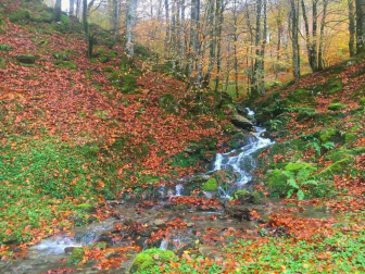 Fotos del otoño, retratado por los lectores de Diariodenavarra.es.