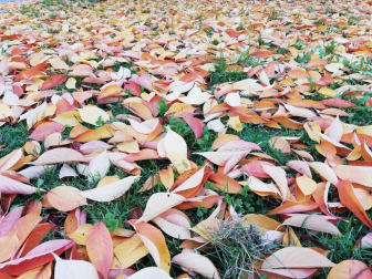 Fotos del otoño, retratado por los lectores de Diariodenavarra.es.