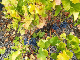 Fotos del otoño, retratado por los lectores de Diariodenavarra.es.