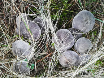 Fotos del otoño, retratado por los lectores de Diariodenavarra.es.