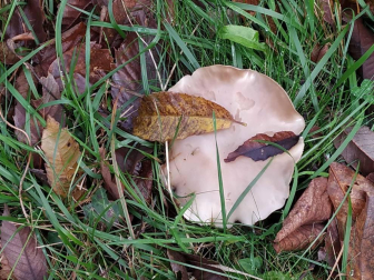 Fotos del otoño, retratado por los lectores de Diariodenavarra.es.