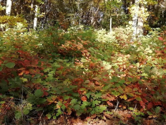 Fotos del otoño, retratado por los lectores de Diariodenavarra.es.