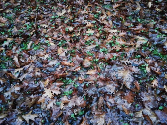 Fotos del otoño, retratado por los lectores de Diariodenavarra.es.