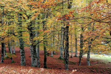 Fotos del otoño, retratado por los lectores de Diariodenavarra.es.