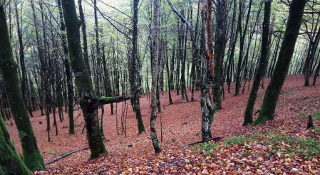 Fotos del otoño, retratado por los lectores de Diariodenavarra.es.