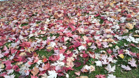 Fotos del otoño, retratado por los lectores de Diariodenavarra.es.