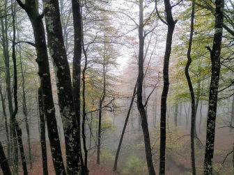 Fotos del otoño, retratado por los lectores de Diariodenavarra.es.