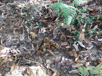 Fotos del otoño, retratado por los lectores de Diariodenavarra.es.