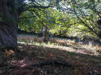 Fotos del otoño, retratado por los lectores de Diariodenavarra.es.