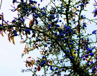 Fotos del otoño, retratado por los lectores de Diariodenavarra.es.