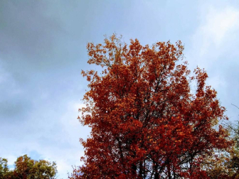 Fotos del otoño, retratado por los lectores de Diariodenavarra.es.