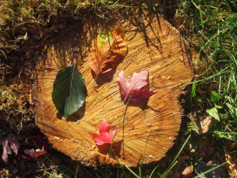 Fotos del otoño, retratado por los lectores de Diariodenavarra.es.