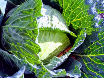 Fotos del otoño, retratado por los lectores de Diariodenavarra.es.