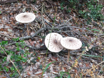 Fotos del otoño, retratado por los lectores de Diariodenavarra.es.