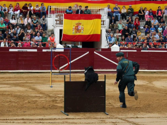 Todas las secciones en activo de la Guardia Civil en Navarra participaron este domingo en una exhibición en la plaza de toros de Estella, para conmemorar el 175 aniversario de su fundación.