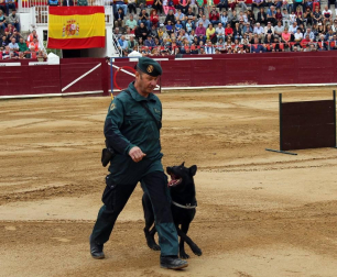 Todas las secciones en activo de la Guardia Civil en Navarra participaron este domingo en una exhibición en la plaza de toros de Estella, para conmemorar el 175 aniversario de su fundación.