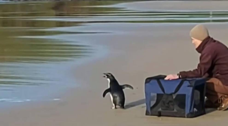 El pingüino que sobrevivió tras nadar 2.500 km