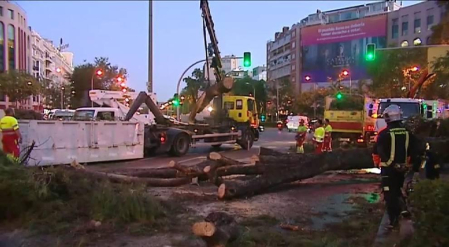 Un árbol cae en mitad del paseo de la Castellana de Madrid