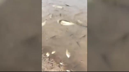 Miles de peces agonizan en el mar Menor