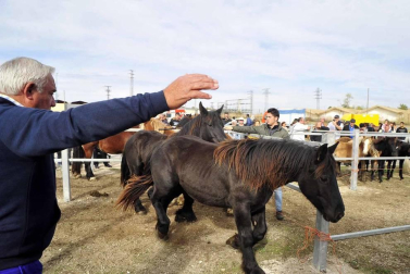 Fotos de las ferias de otoño de Tafalla 2019