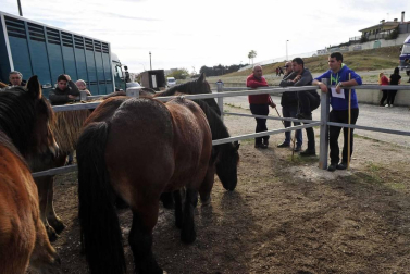 Fotos de las ferias de otoño de Tafalla 2019