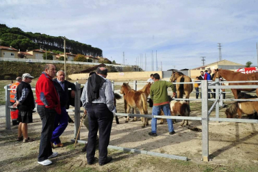 Fotos de las ferias de otoño de Tafalla 2019