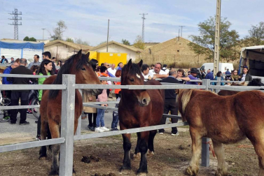 Fotos de las ferias de otoño de Tafalla 2019
