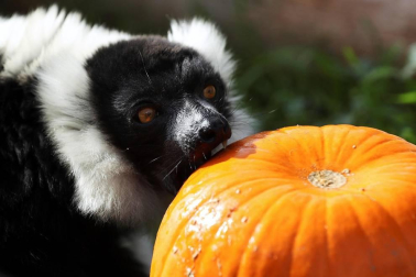 La tradición de acudir al cementerio y comer buñuelos en el Día de los Difuntos se ha enriquecido en los últimos años con aportaciones más festivas de otras culturas, como los disfraces y las calabazas del Halloween estadounidense o las catrinas y altares mexicanos.