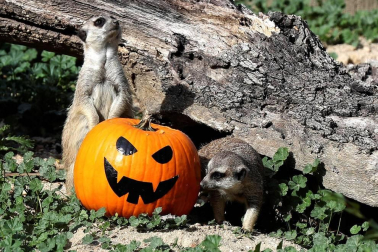 La tradición de acudir al cementerio y comer buñuelos en el Día de los Difuntos se ha enriquecido en los últimos años con aportaciones más festivas de otras culturas, como los disfraces y las calabazas del Halloween estadounidense o las catrinas y altares mexicanos.